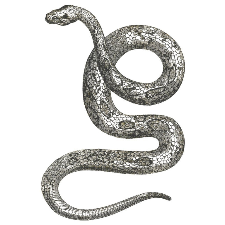 Tatouage temporaire hyperréaliste Grey Snake de ArtWear Tattoo Animaux sur le bras d'un homme et jambe d'une femme